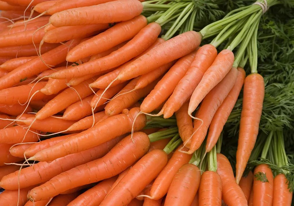 【绿色好心情】胡萝卜不是萝卜，胡萝卜还有很多颜色……